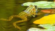 Wild Sex Killed Hundreds of Ancient Frogs Found in Mass Grave, Say Researchers