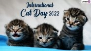 International Cat Day 2022: Watch Cute and Funny Cat Videos That Scream &lsquo;Furever Love&rsquo;