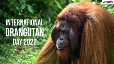 International Orangutan Day 2022: Date & Significance of the Day Raising Awareness on the Preservation of This Endangered Species