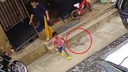 Kid Almost Steps on Cobra Head But Alert Super Mom Saves The Day, Watch Scary Snake Video