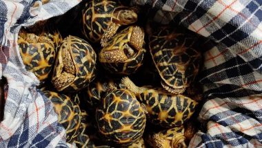 Bengaluru Customs Seizes 60 Live Star Tortoises (Watch Video)