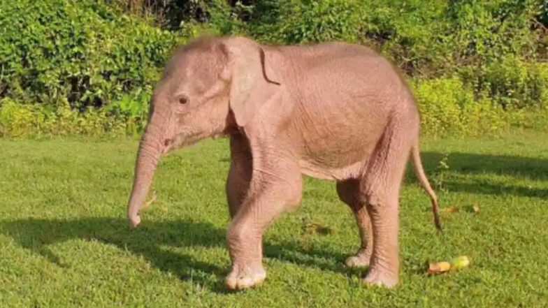 Rare White Elephant Born in Western Myanmar Purportedly 'Extremely Auspicious' Creature by the Buddhist-Majority Country; Watch Video