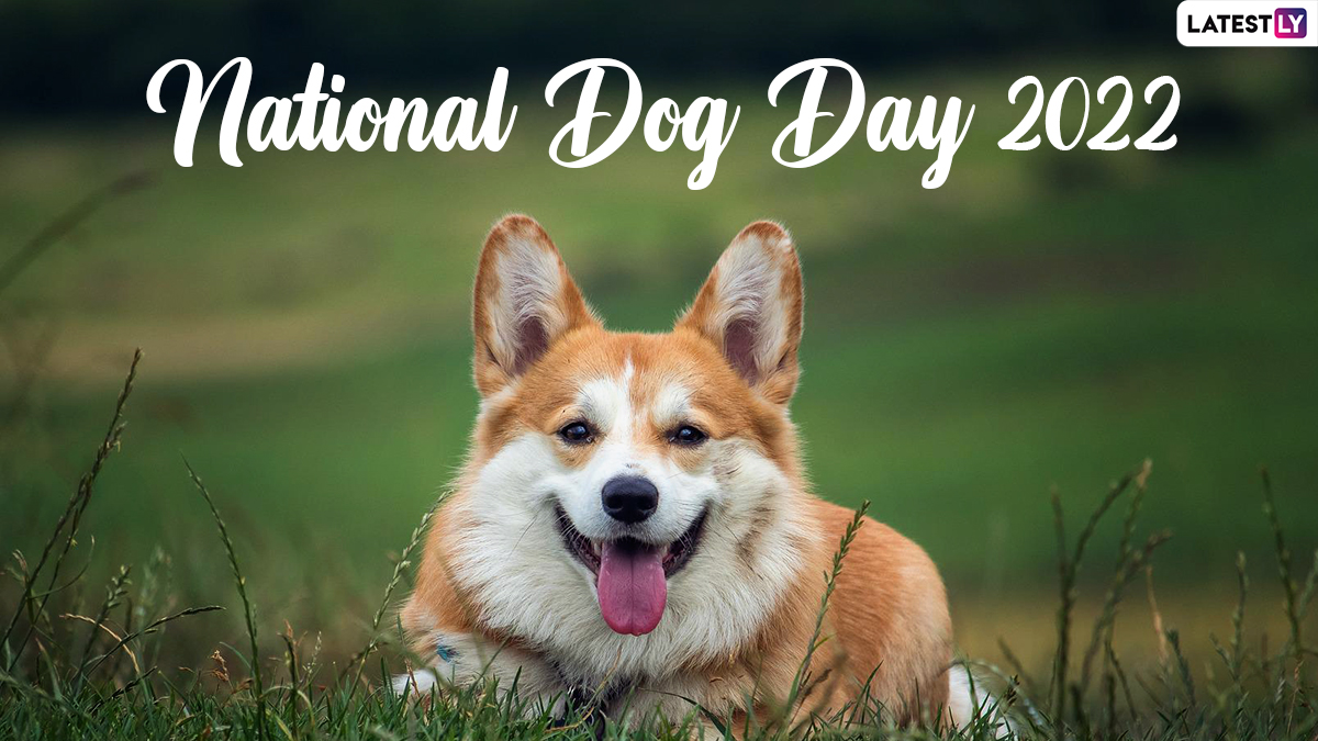 National Dog Day 2022 Images & HD Wallpapers for Free Download Share