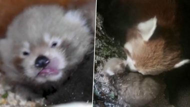 Endangered Red Panda Born in England's Paradise Wildlife Park, Watch Video of 'Little Red' Bringing a Ray of Hope!