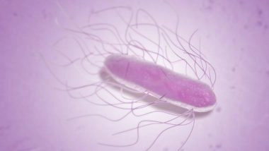 Science News | Salmonella on Food Production Equipment May Be Eliminated Using Oil-based Systems: Study