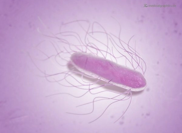Science News | Salmonella on Food Production Equipment May Be Eliminated Using Oil-based Systems: Study