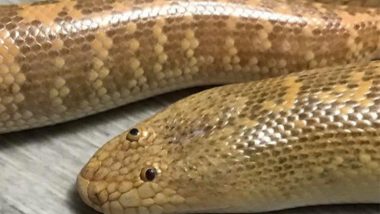 Thane: 5 Arrested with Sand Boa Snake Worth Rs 70 Lakh in Kalyan