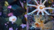 Sea&nbsp;Cucumbers Eat Food By Using Tentacle-Like Structures Coming Out of its Mouth; Viral Video of Bizarre Creature Scares Internet&nbsp;