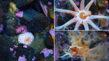 Sea Cucumbers Eat Food By Using Tentacle-Like Structures Coming Out of its Mouth; Viral Video of Bizarre Creature Scares Internet 