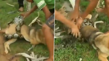 Huge Snake Almost Killed Dog but Brave Kids Bravely Put Up a Fight To Save the Pupper, Old Video Goes Viral Again!