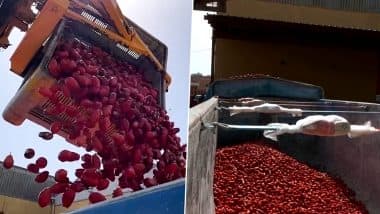 Tomatina Festival 2022: Spain's Famous Tomato Fight Fest Returns After Two Years Since COVID-19