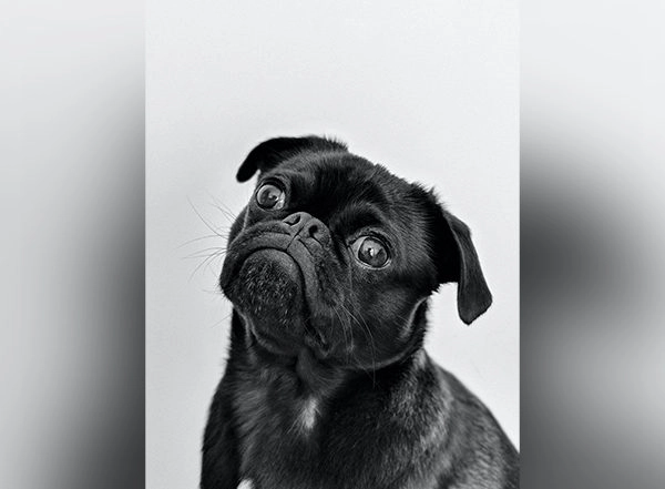 Health News | Study: Hearing Loss in Dogs is Associated with Dementia