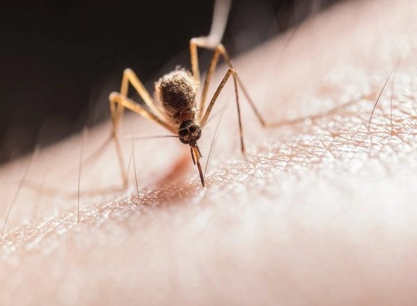 Science News | Scientists Use Mathematical Modelling to Combat Malaria