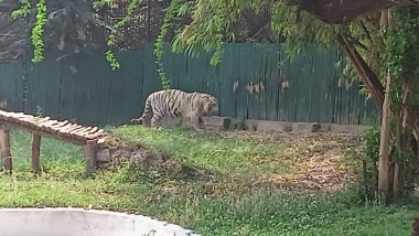 White Tiger Vijay Dies at Delhi Zoo Due to Old Age-Related Issues