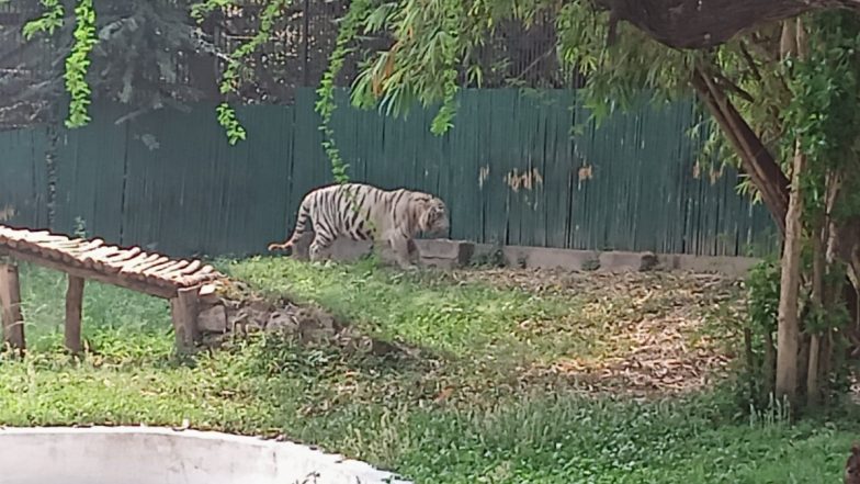 MP: Brave Woman Fights Off Tiger To Save Her Infant Baby at Bandhavgarh Tiger Reserve