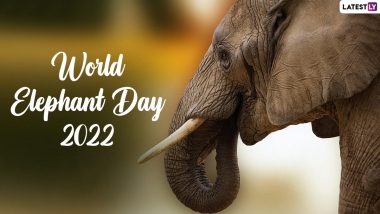 World Elephant Day 2022: Viral Videos of Cute and Aww-Dorable Elephants Will Make You Say 'Elephantastic'