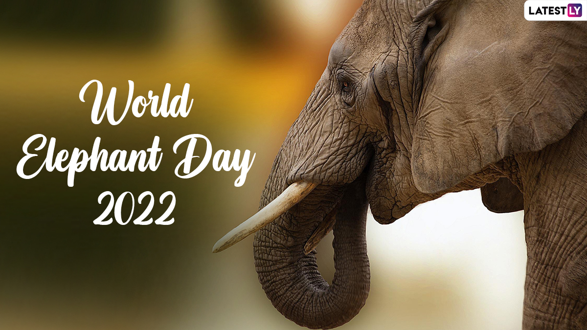 World Elephant Day 2022: Viral Videos of Cute and Aww-Dorable Elephants  Will Make You Say 'Elephantastic' | 👍 LatestLY