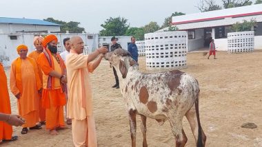 UP Chief Minister Yogi Adityanath's Video Of Feeding Cows and Calves Goes Viral, Nitizens Loving It