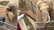 WATCH: Elephant Returns Child's Shoe That Fell in China&rsquo;s Zoo Enclosure, Viral Video Leaves Internet in Awe of Animal&rsquo;s Kind Gesture!