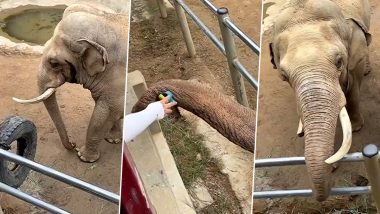 WATCH: Elephant Returns Child's Shoe That Fell in China’s Zoo Enclosure, Viral Video Leaves Internet in Awe of Animal’s Kind Gesture!