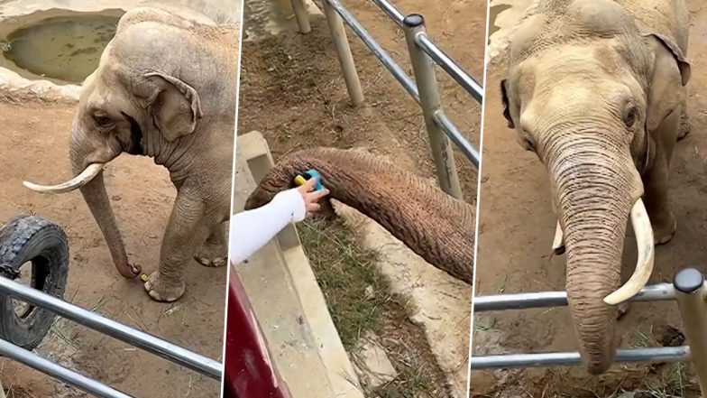 WATCH: Elephant Returns Child's Shoe That Fell in China’s Zoo Enclosure, Viral Video Leaves Internet in Awe of Animal’s Kind Gesture!