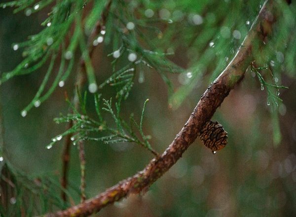 India News | Himachal Women Use Pine Needles to Make Environment-friendly Rakhis