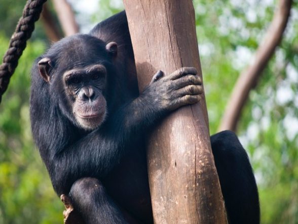 Lifestyle News | Hunting Gets Easier for Chimpanzees with Communication: Study
