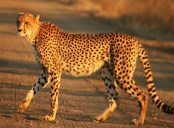 India News | MP's Kuno National Park to Be Home to African Cheetahs Soon, Preparations Being Done