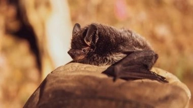 Science News | Study Finds How Bats Use Echoes to Form Image of Their Surroundings