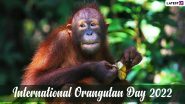 International Orangutan Day 2022: Cute Images and Viral Videos of These Wonderful Animals To Observe The Global Day!