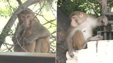 Monkey Creates Ruckus in Madhya Pradesh's Rajgarh Locality, Annoyed Resident Brings It to Police Station (Watch Video)