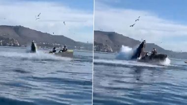 Giant Humpback Whale Supposedly Swallows Two Women On Kayak in California? Miscaptioned Video of Incident Goes Viral