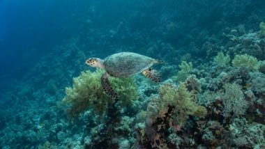 Science News | Researchers Trace Source of Nitrogen Pollution Affecting World's Second-largest Barrier Reef