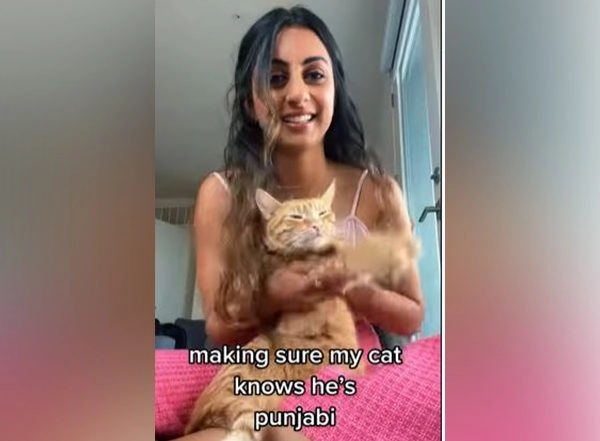 Entertainment News | WATCH: Cat Grooves to Punjabi Music