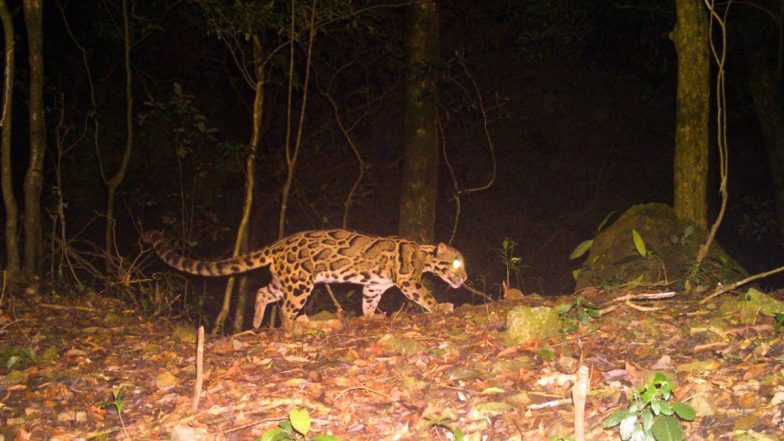 Rare Clouded Leopard Caught on Camera in Buxa! Bengal Forest Department Shares Viral Photo of the Most Ancient Cat Species That Has Left Netizens Amazed 