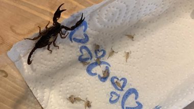 Scorpion Family in Suitcase! Austria Woman Discover 18 Live Scorpions in Her Travelling Bag After Returning From Vacation in Croatia; See Viral Pic