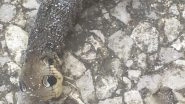 Bizarre Creature With Snake's Head Spotted in UK! Freakish&nbsp;Animal With 'About-To-Strike' Pose Creeps Out Netizens!