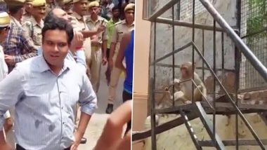 Monkey Menace in UP: Monkey Snatches District Magistrate Navneet Chahal’s Spectacles in Vrindavan (Watch Video)