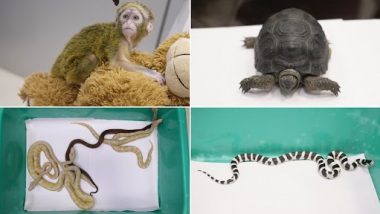 Passenger From Bangkok Held at Chennai Airport With Live Animals, Including a Monkey, Pythons and King Snakes (Watch Video)