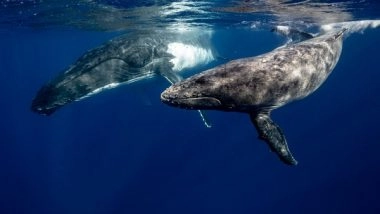 Environment News | Climate Change Predicts a Southward Shift of New Zealand's Great Whale Species