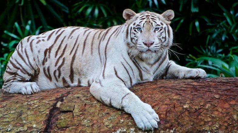 White Tiger ‘Kishan’ Dies of Cancer at Maitri Baag Zoo in Chhattisgarh’s Bhilai