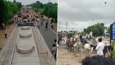 Gujarat: Highways Blocked After Over 200 Panjrapole Trustees Release Thousands of Cows in Protest Over Govt's Failure To Fund Shelter Homes