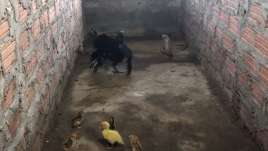 Mother Hen Fights With King Cobra to Protect Her Little Chicks in Chicken Coop; Viral Video Will Make Your Jaw Drop
