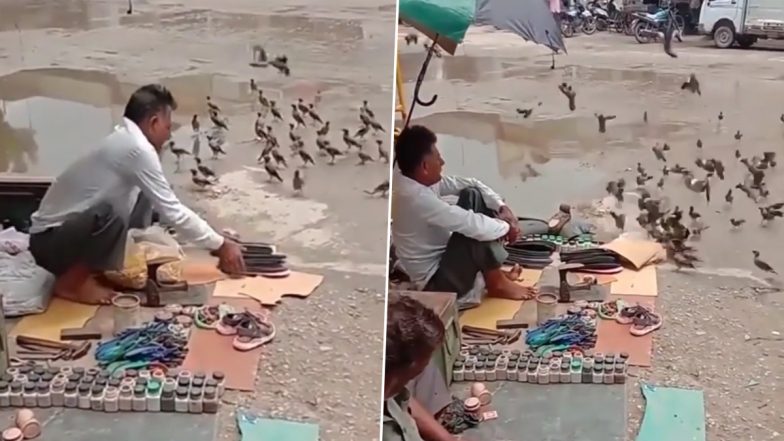 Watch: Roadside Cobbler Feeds Birds Beside His Makeshift Shop; Viral Video Gets Praises Galore