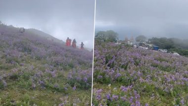 Neelakurinji Flowers Blossom in Nilgiri Hill Ranges, View Photos of Once In 12 Years Purple Haze as They Go Viral on Twitter