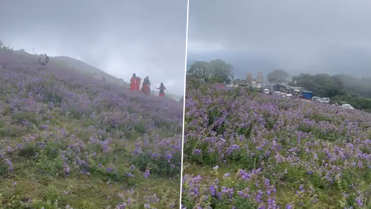 Neelakurinji Bloom  the magnificent blue shrubs are back after 12 years in  the Western Ghats  Times of India Travel