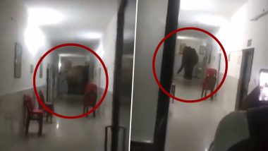 Elephants Walk Along Army Hospital Corridor and Enter a Ward in West Bengal; Video Goes Viral