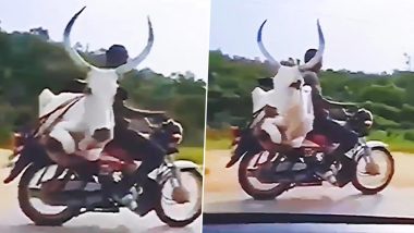 WATCH: Ox on Bike! Video of Man Riding the Two-Wheeler With The Animal Sitting on Pillion Seat Goes Viral