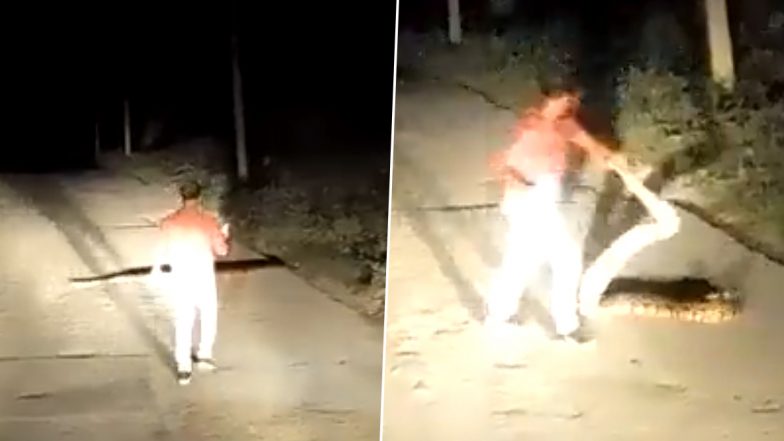 Man Fearlessly Picks Up Large Snake By Its Tail and Moves The Reptile Off Road With Bare Hands; Viral Video Catches Netizens' Attention