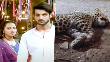 Channa Mereya: Leopard Cub Found Dead Near The Sets of Karan Wahi-Niyati Fatnani Serial at Film City Premises (Watch Video)